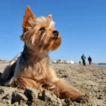 Uno Yorkshire Terrier in spiaggia