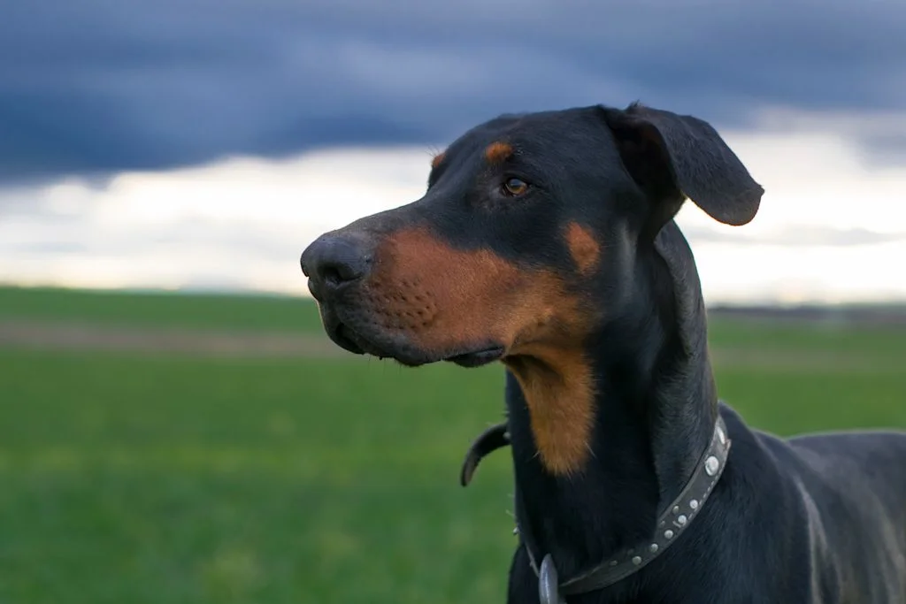 Un Dobermann all'aperto