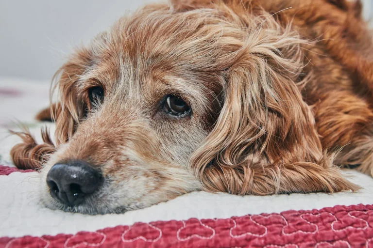 L’anemia del cane
