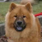 Un Eurasier all’aperto