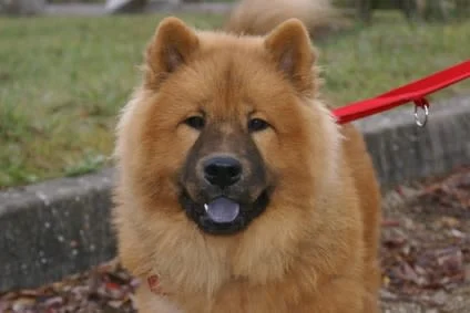 Eurasier: un cane dal carattere equilibrato – Santévet