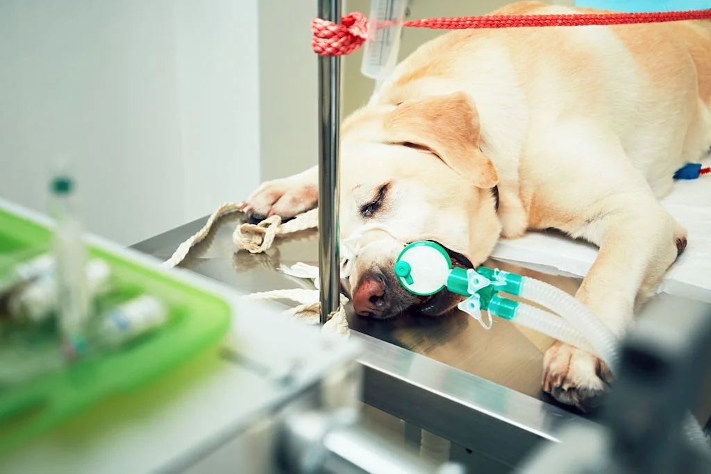 Un cane in ambulatorio