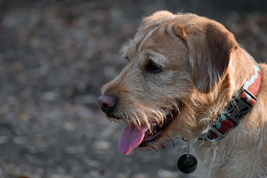 Un Labradoodle con il collare
