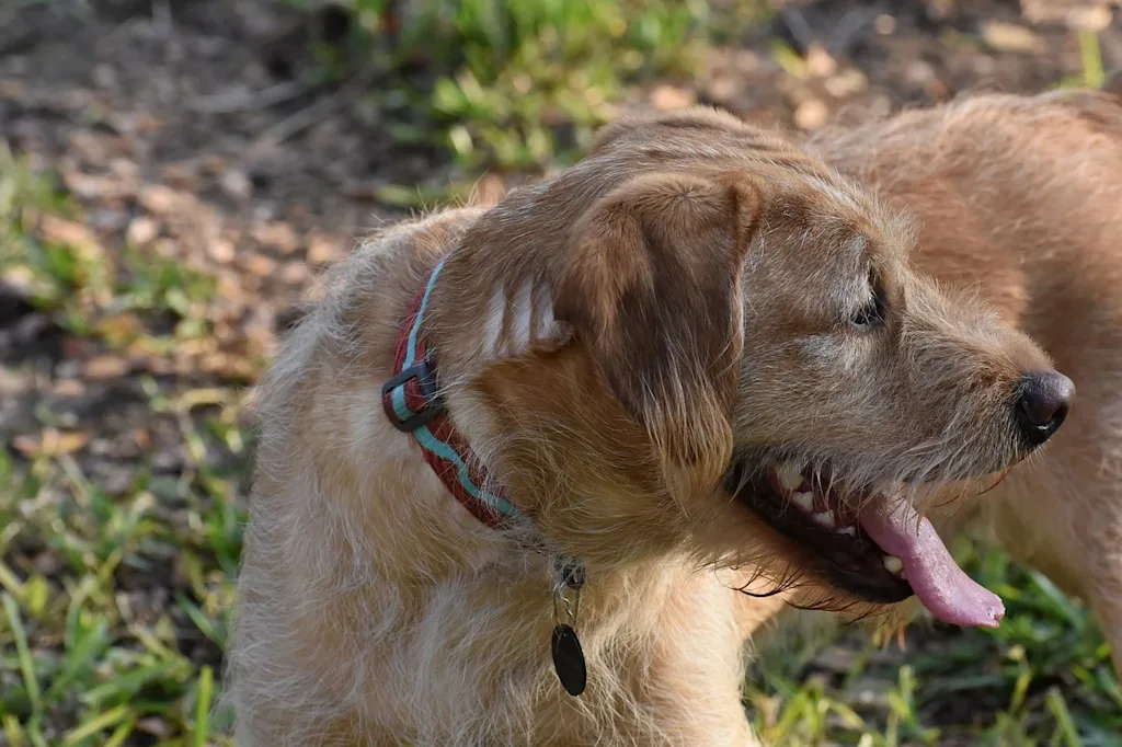 Un Labradoodle guarda all'indietro