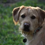 Un Labradoodle all’aperto