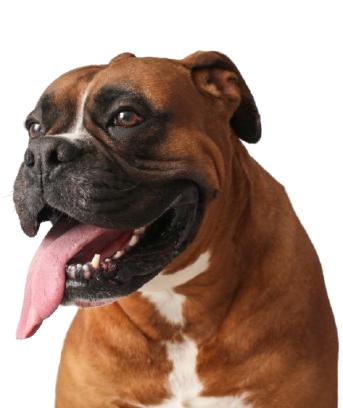 Boxer