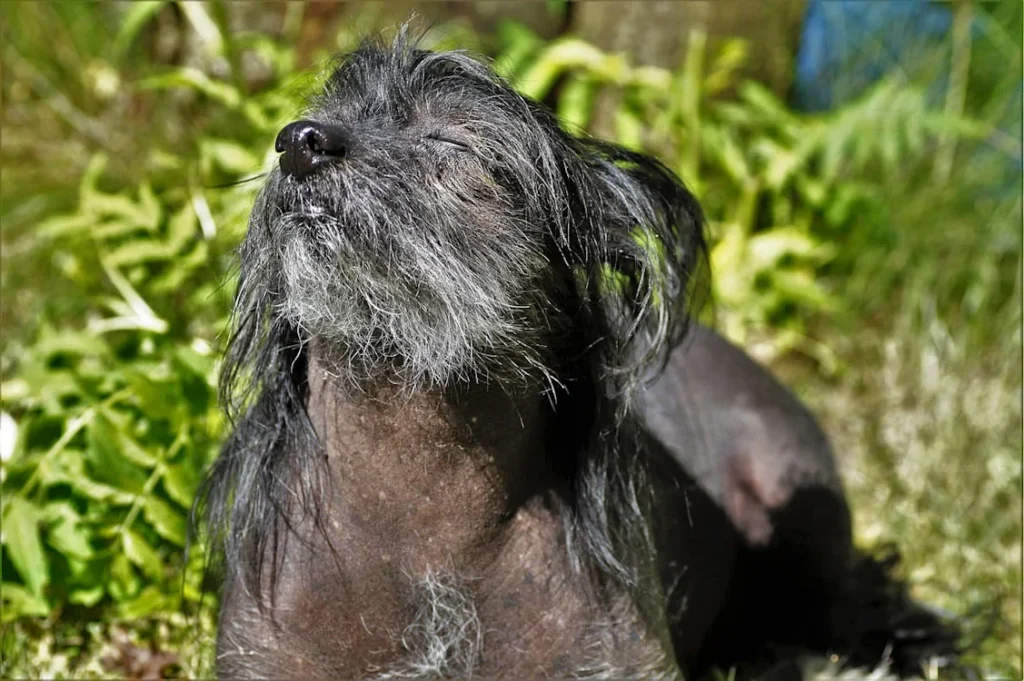 Razze di cani rari 