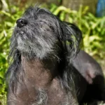Un cane dal mantello nero 