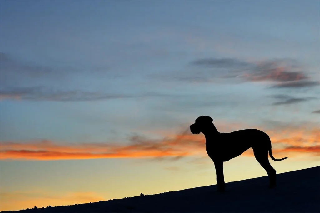 Razze canine di taglia grande
