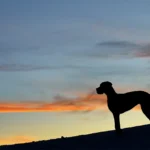 Un cane al tramonto