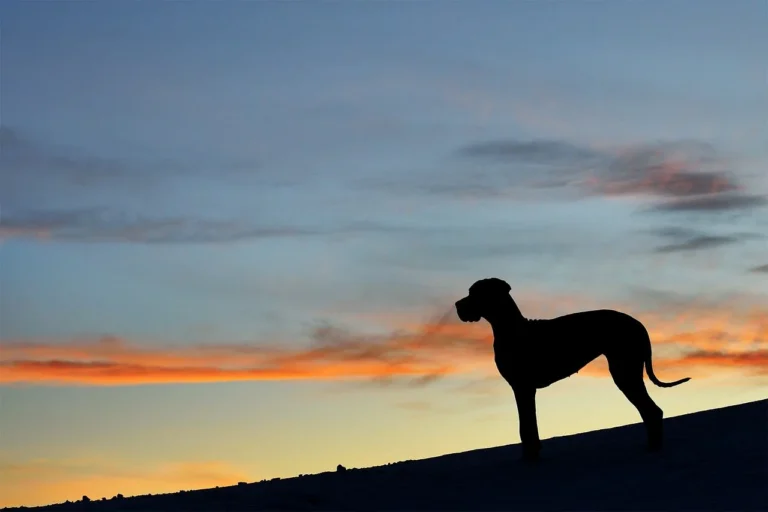 Razze canine di taglia grande