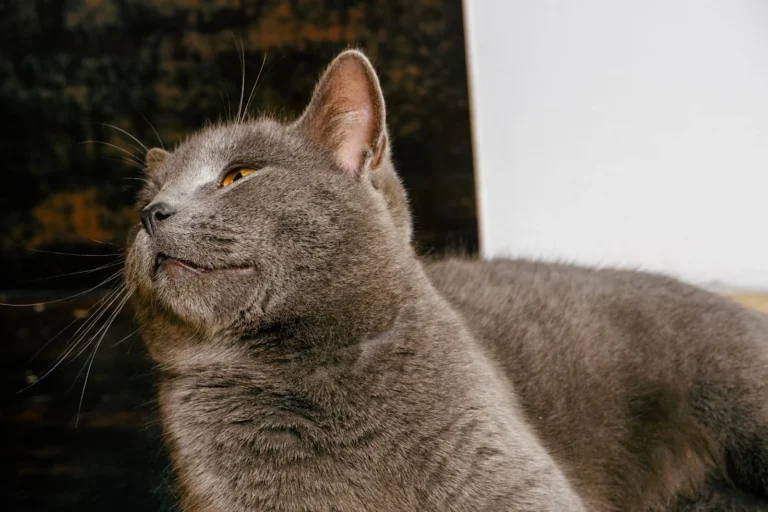 Korat