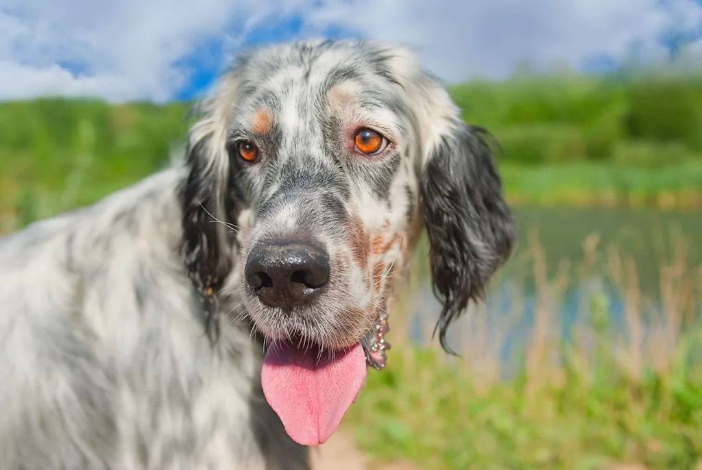 ritratto di un setter inglese