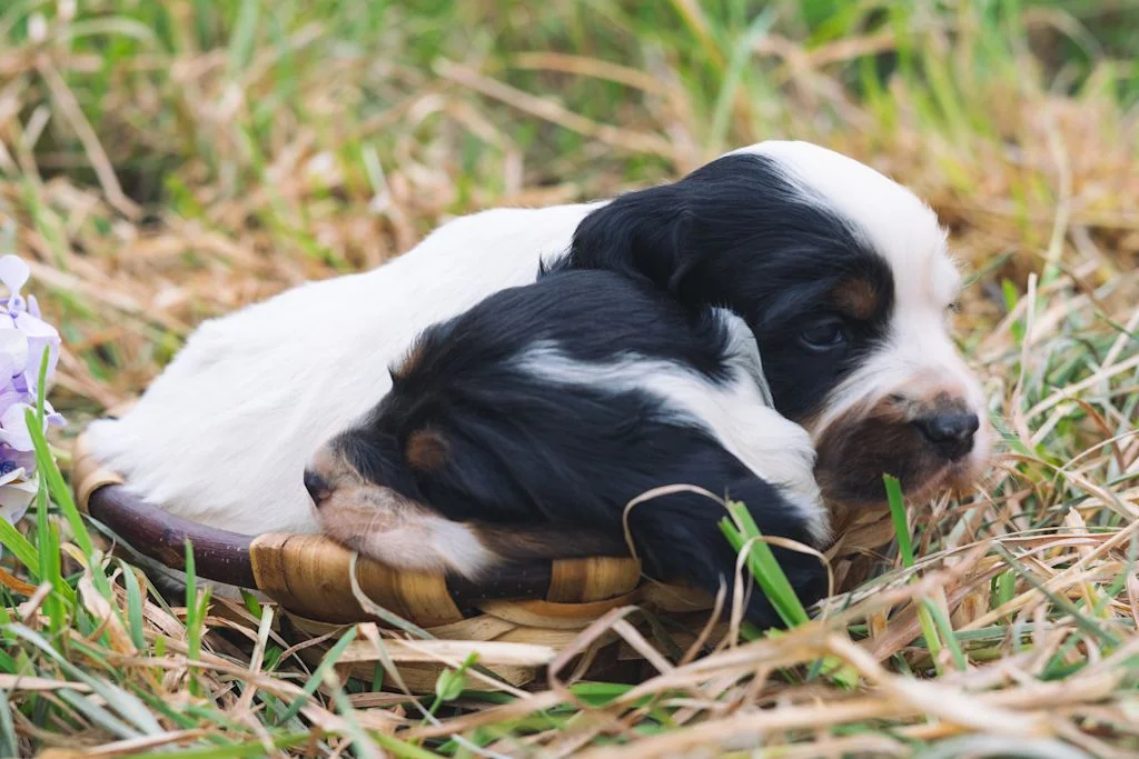 cuccioli di setter inglese