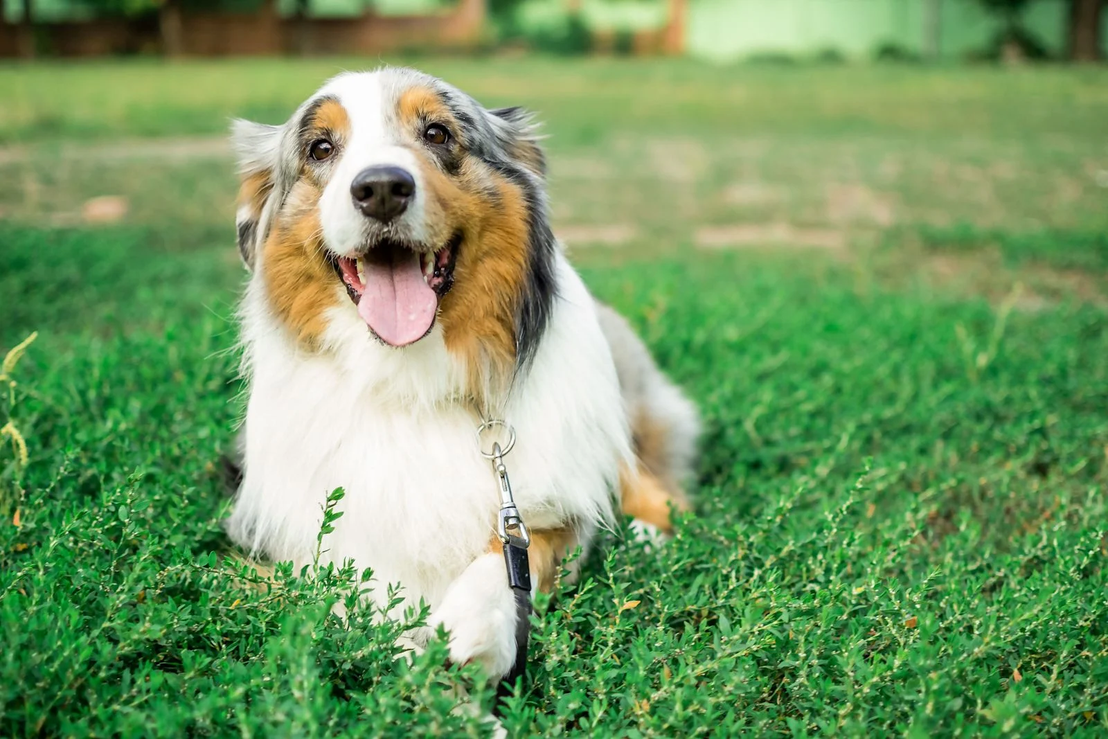 Razza canina: Pastore australiano