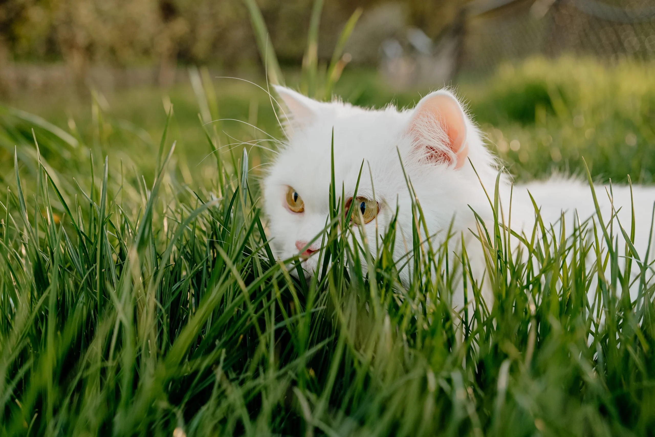 Angora turc allongé dans l'herbe