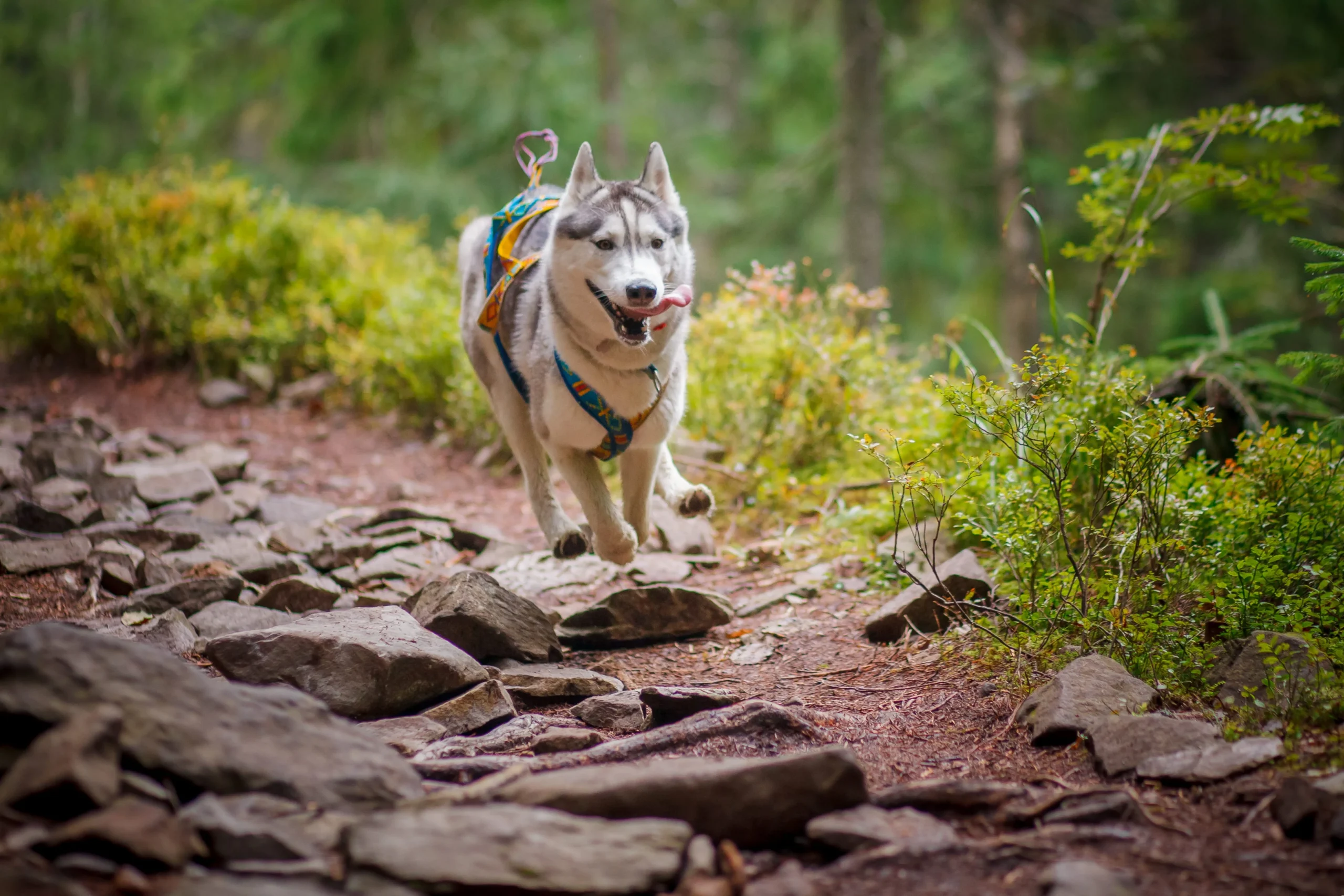 Husky che corre nella natura