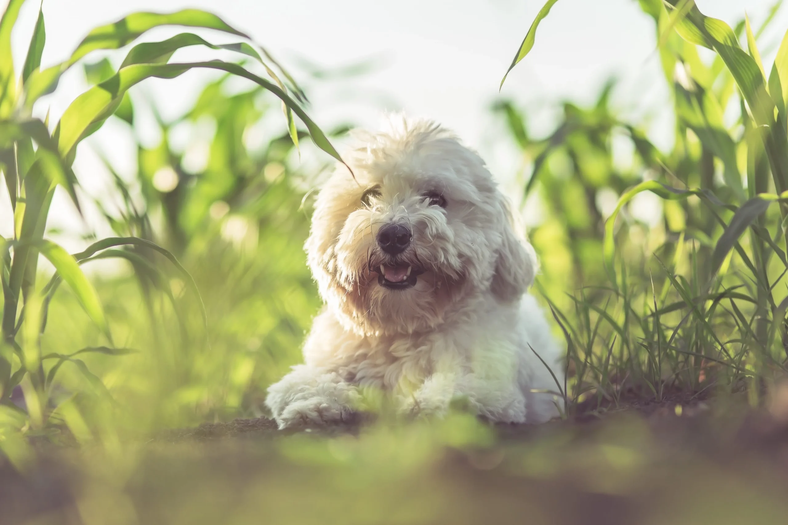 Bichon maltais allongé dans de hautes herbes, souriant à la lueur du soleil