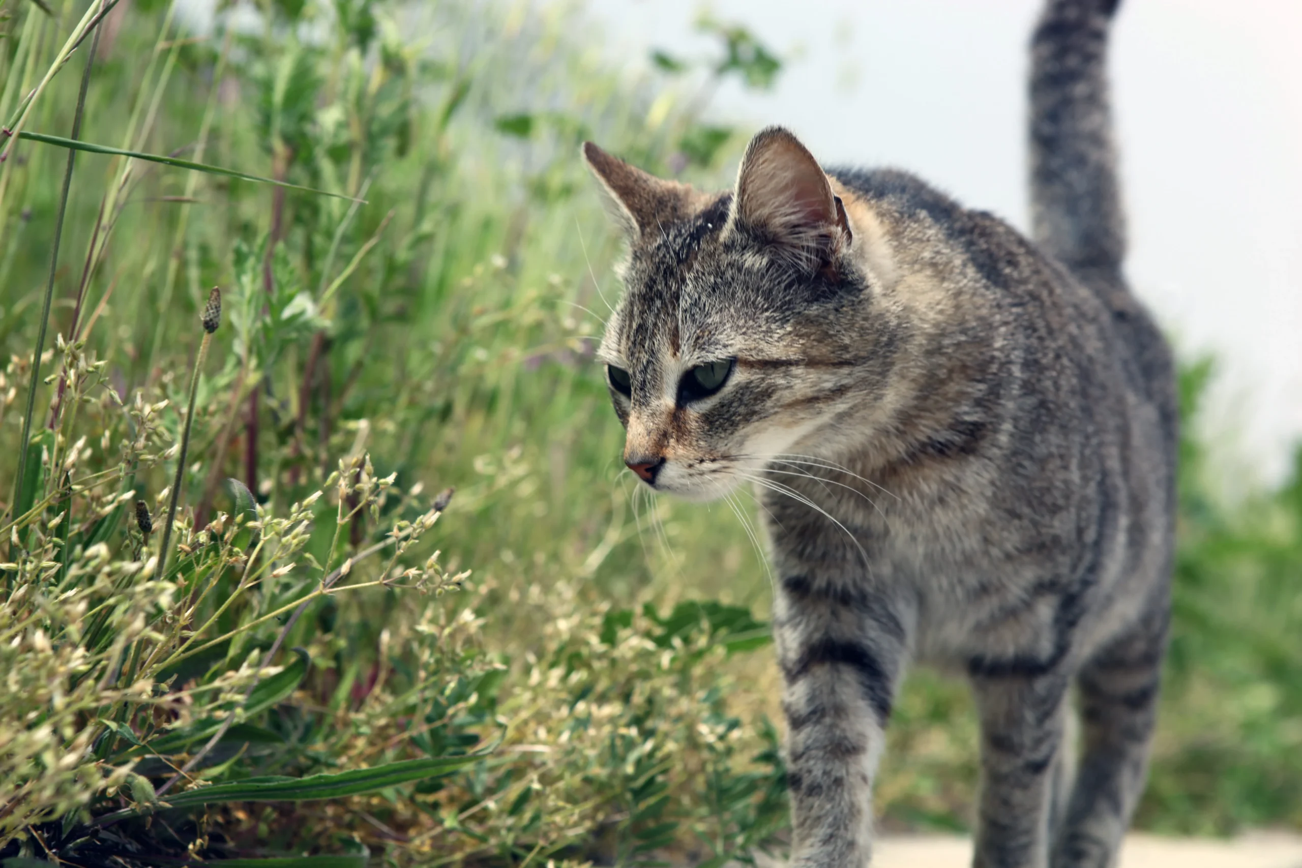 Gatto Europeo