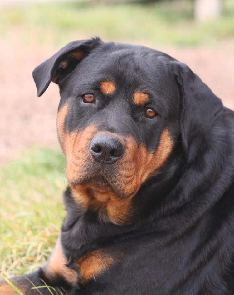 Rottweiler